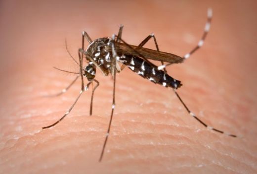 DEU NO JORNAL HOJE: Barra do Corda é a cidade do Brasil com maior risco de dengue