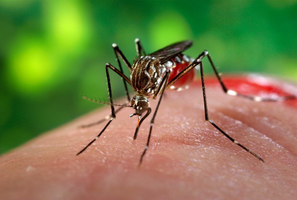 BOA NOTÍCIA: Ministério da Saúde anuncia fim da emergência nacional para zika