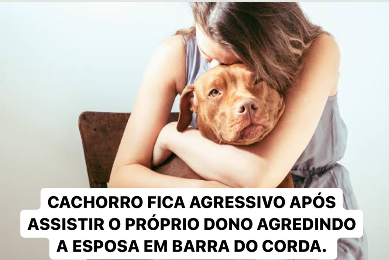 29/11: Em Barra do Corda, cachorro fica agressivo após assistir o dono agredindo a esposa