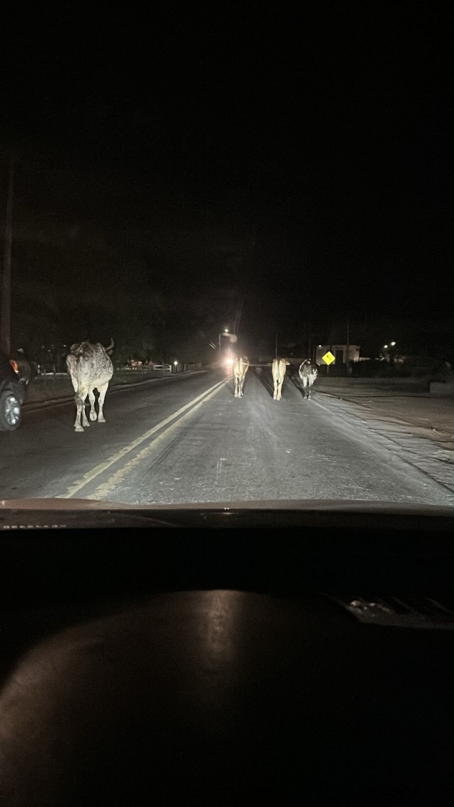 perigo-alo-prf-animais-circula