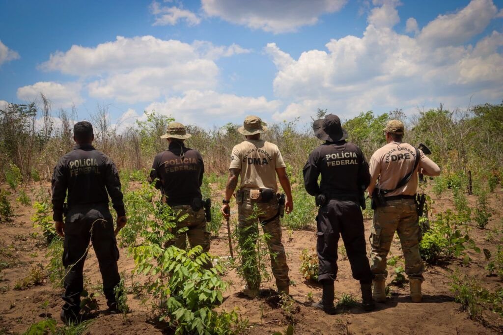 policia-federal-destroi-29-mil