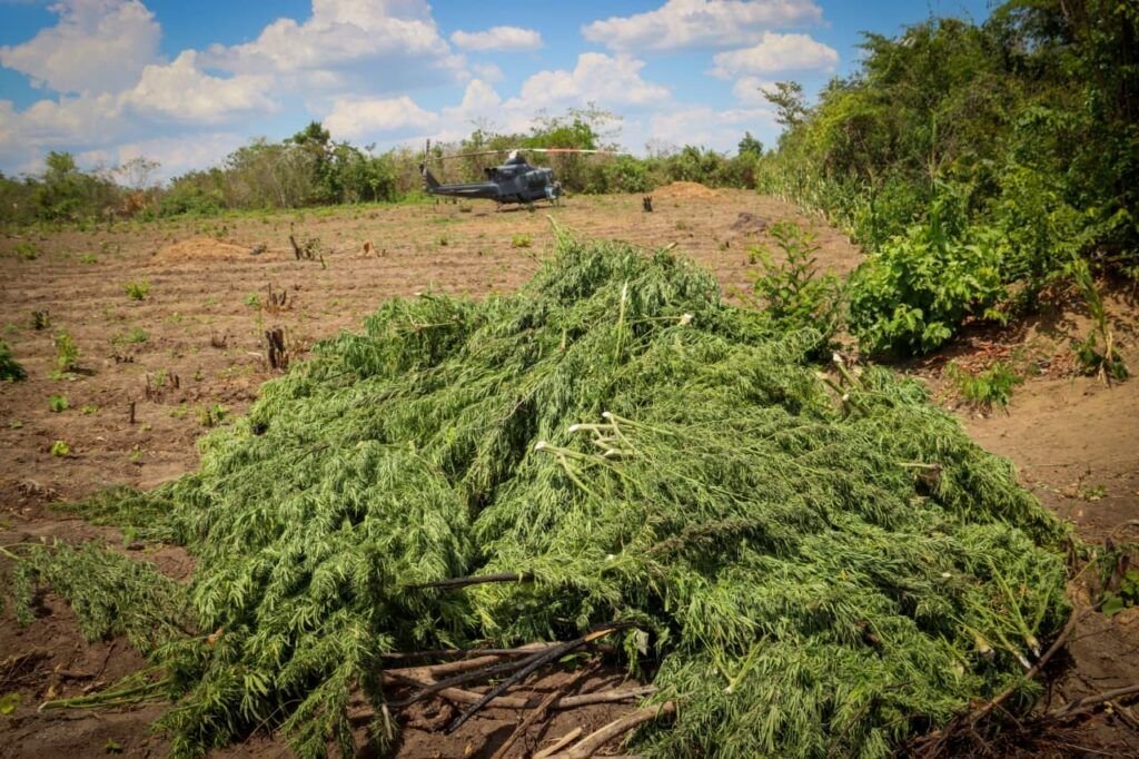 policia-federal-destroi-29-mil