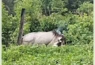 cavalo-morre-no-maranhao-ao-en