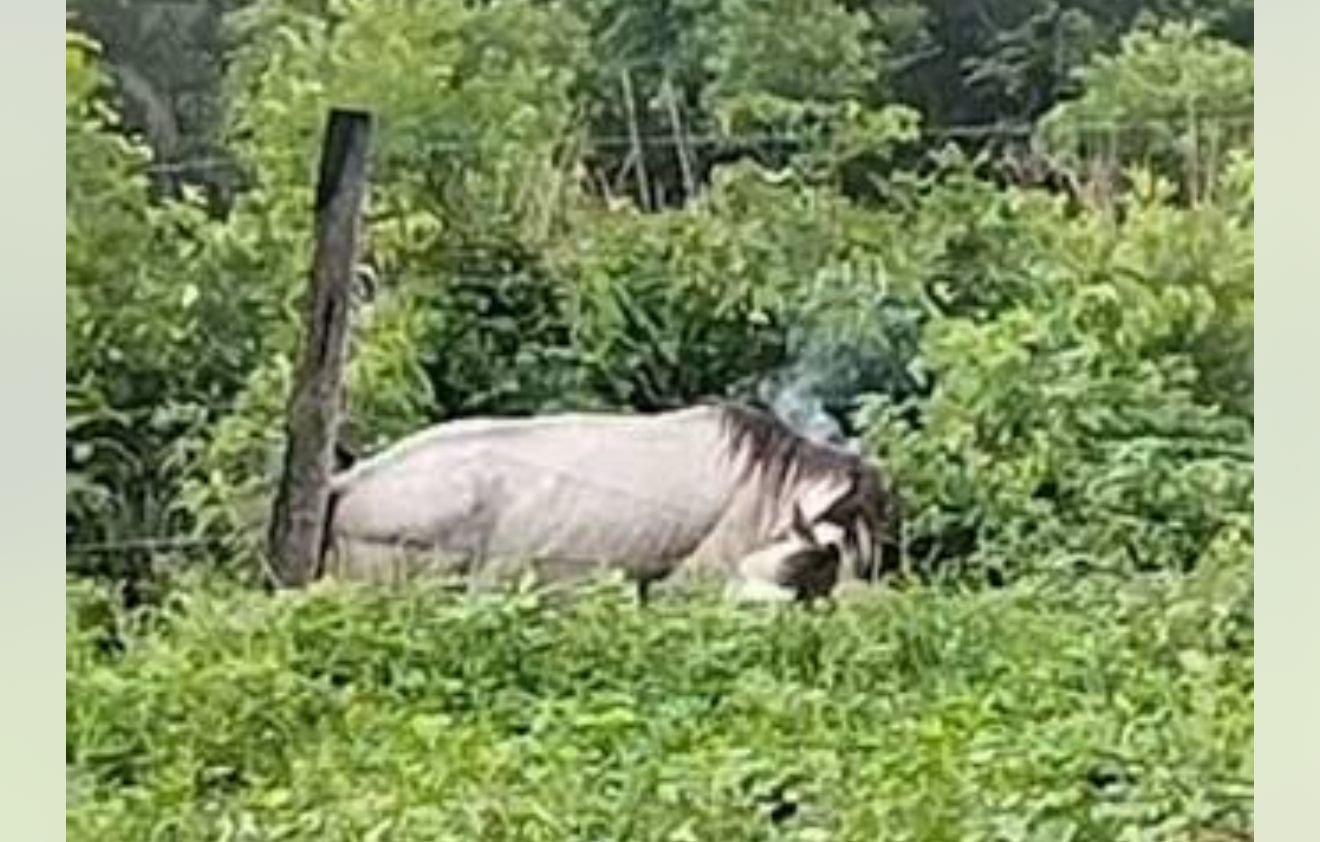 cavalo-morre-no-maranhao-ao-en